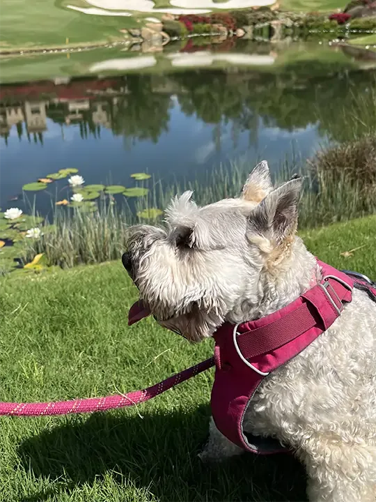 A cute dog on a leash
