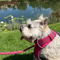 cute picture of a dog