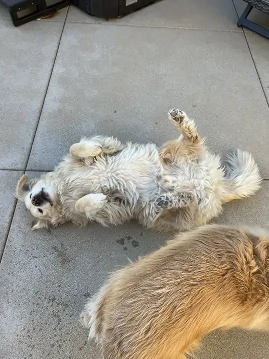 A happy dog laying on its back looking at the camera