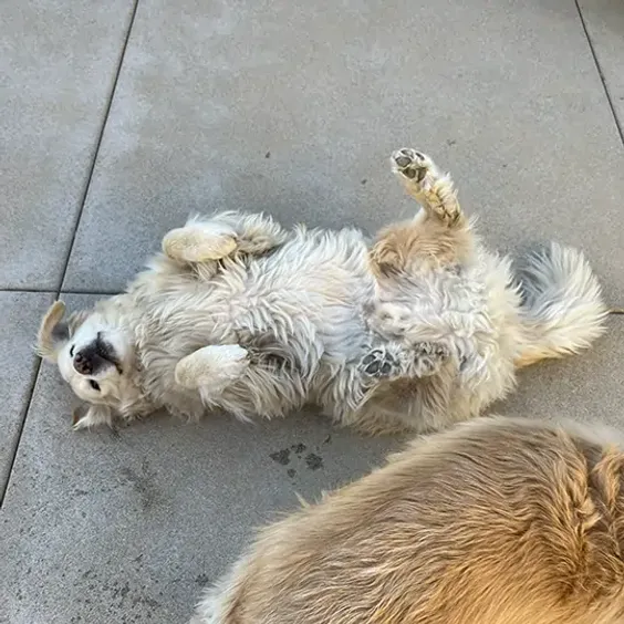 Good Quality Construction co. Site Survey thumbnail