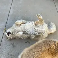 cute picture of a dog