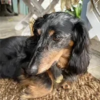 cute picture of a dog