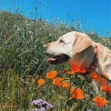 A yellow lab in a field of flowers