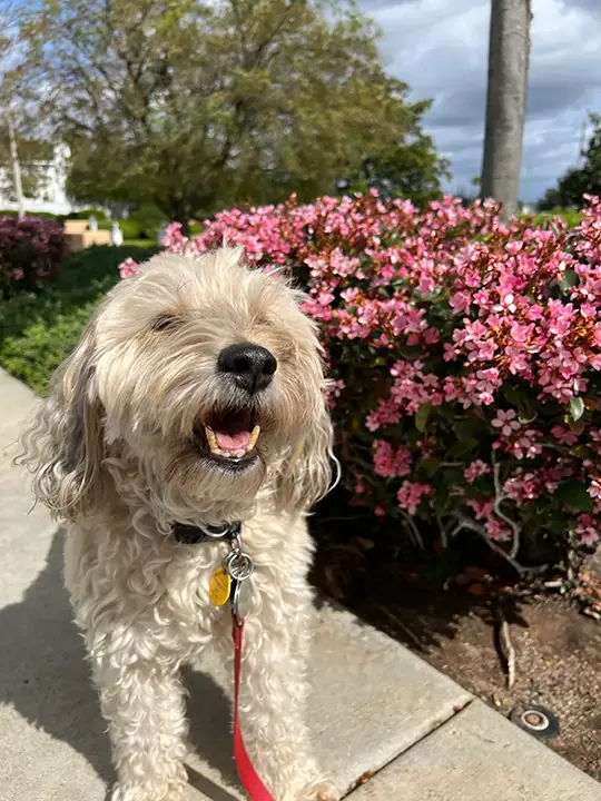 A smiling dog on a walk near some pink flowers