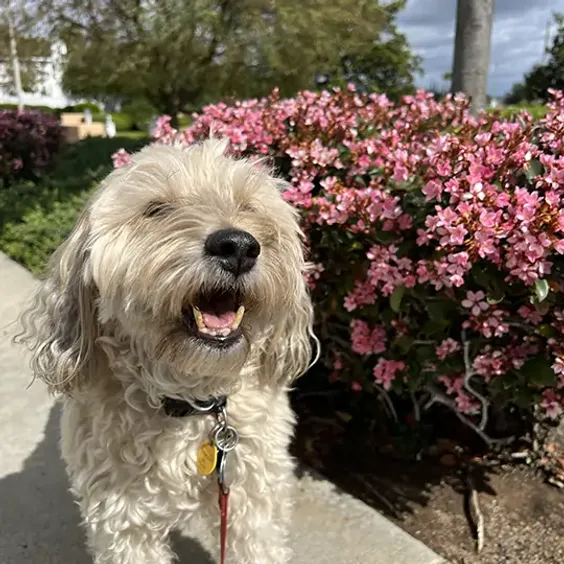 Good Quality Construction co. Site Survey thumbnail