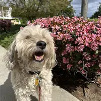 cute picture of a dog