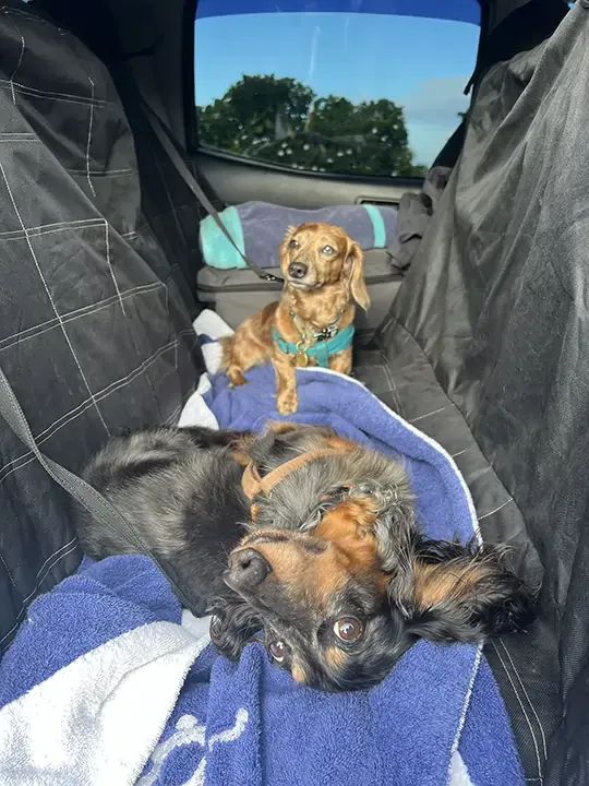Two cute small dogs in the back seat of a car