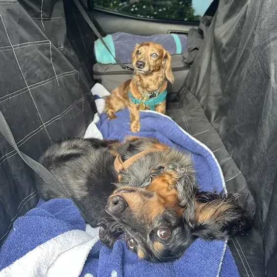 Good Quality Construction co. Site Survey thumbnail