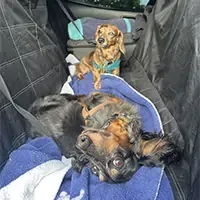 cute picture of a dog